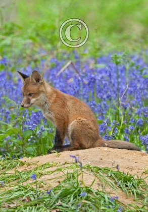 Red Fox Cub 4 DM0260